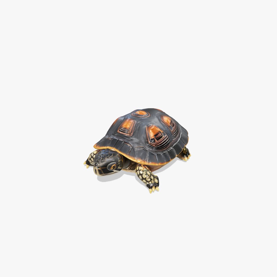 Chinese ThreeKeeled Turtle Realistic model pack